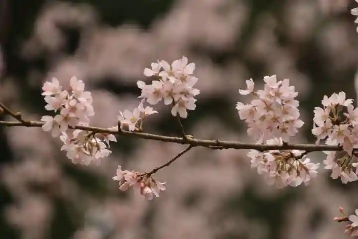 田村神社の自然