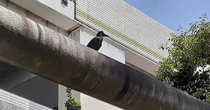 くまくま神社(導きの社 熊野町熊野神社)の動物