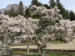 久万山総鎮守　三島神社の自然