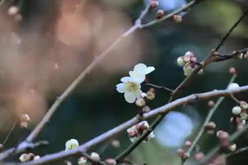 豊景神社の庭園