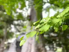 諏訪神社の自然