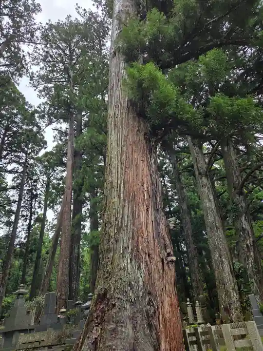 高野山金剛峯寺奥の院(和歌山県)