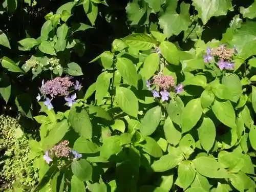 御霊神社の自然