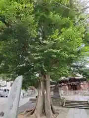 滝野川八幡神社の自然