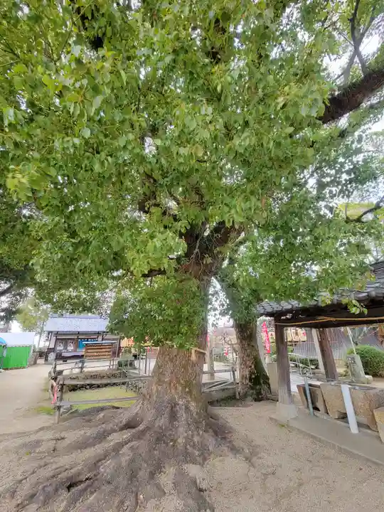 履脱天満神社の自然