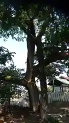 外山神社の自然