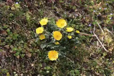 正観音堂の自然