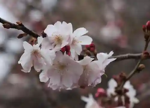 妙蓮寺(京都府)