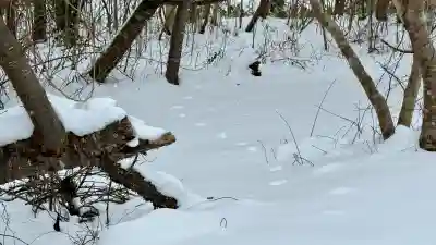 大岩稲荷神社の{uncategorized: "未分類", other: "その他", undefined: "問題あり", building: "その他建物", grave: "お墓", sacred_gate: "鳥居", guardian: "狛犬", statue: "像", buddha: "仏像", history: "歴史", nature: "自然", garden: "庭園", animal: "動物", pagoda: "塔", temizu: "手水舎", mountain_gate: "山門・神門", sanctuary: "本殿・本堂", subordinate: "末社・摂社", art: "芸術", scenery: "景色", jizo: "地蔵", ema: "絵馬", goshuin: "御朱印", omikuji: "おみくじ", items: "授与品その他", amulet: "お守り", goshuincho: "御朱印帳", eats: "食事", festival: "お祭り", votive_dance: "神楽", shichigosan: "七五三参", wedding: "結婚式", experience: "体験その他", initially: "初詣", around: "周辺", anti_infection: "感染症対策"}