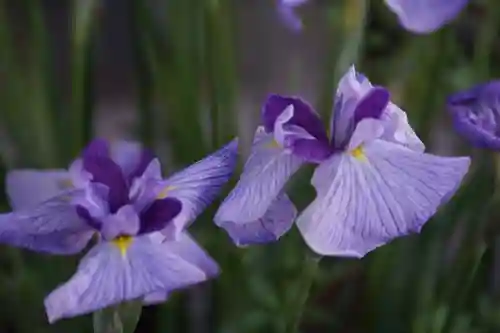 東海市熊野神社の自然