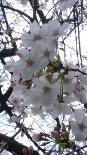 猿江神社の自然