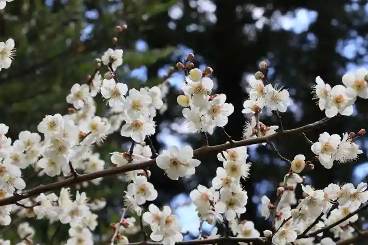 豊景神社の自然