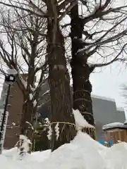 北海道神宮頓宮の自然