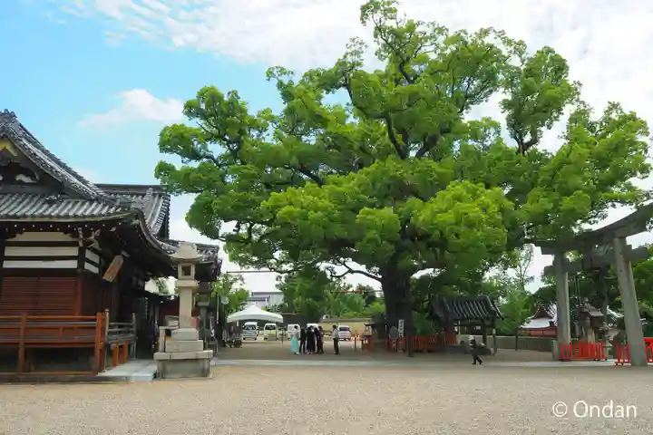 百舌鳥八幡宮の自然