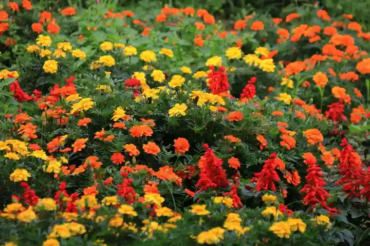 阿久津「田村神社」(郡山市阿久津町)旧社名:伊豆箱根三嶋三社の庭園
