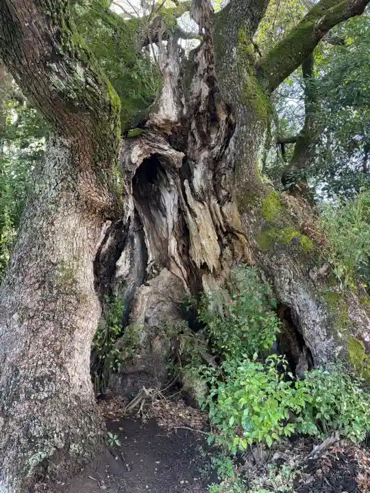 川津来宮神社の{uncategorized: "未分類", other: "その他", undefined: "問題あり", building: "その他建物", grave: "お墓", sacred_gate: "鳥居", guardian: "狛犬", statue: "像", buddha: "仏像", history: "歴史", nature: "自然", garden: "庭園", animal: "動物", pagoda: "塔", temizu: "手水舎", mountain_gate: "山門・神門", sanctuary: "本殿・本堂", subordinate: "末社・摂社", art: "芸術", scenery: "景色", jizo: "地蔵", ema: "絵馬", goshuin: "御朱印", omikuji: "おみくじ", items: "授与品その他", amulet: "お守り", goshuincho: "御朱印帳", eats: "食事", festival: "お祭り", votive_dance: "神楽", shichigosan: "七五三参", wedding: "結婚式", experience: "体験その他", initially: "初詣", around: "周辺", anti_infection: "感染症対策"}