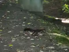 網走神社の動物