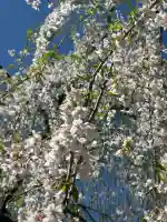 安養寺の{uncategorized: "未分類", other: "その他", undefined: "問題あり", building: "その他建物", grave: "お墓", sacred_gate: "鳥居", guardian: "狛犬", statue: "像", buddha: "仏像", history: "歴史", nature: "自然", garden: "庭園", animal: "動物", pagoda: "塔", temizu: "手水舎", mountain_gate: "山門・神門", sanctuary: "本殿・本堂", subordinate: "末社・摂社", art: "芸術", scenery: "景色", jizo: "地蔵", ema: "絵馬", goshuin: "御朱印", omikuji: "おみくじ", items: "授与品その他", amulet: "お守り", goshuincho: "御朱印帳", eats: "食事", festival: "お祭り", votive_dance: "神楽", shichigosan: "七五三参", wedding: "結婚式", experience: "体験その他", initially: "初詣", around: "周辺", anti_infection: "感染症対策"}