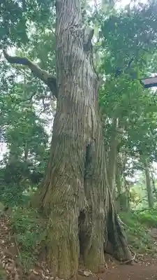 出戸稲荷神社の自然