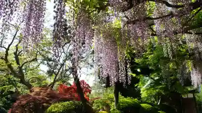 観音寺(千葉県)