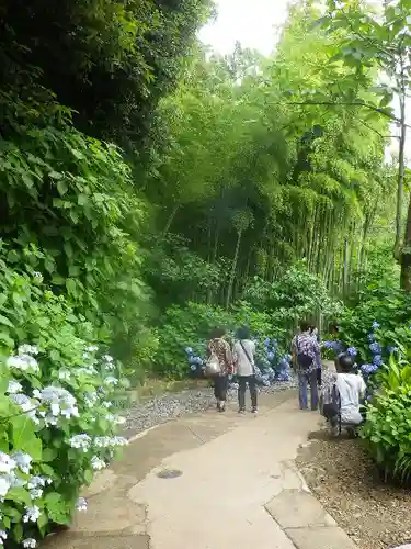 明月院の庭園