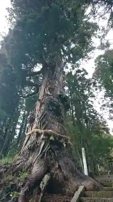 大崎八幡神社の自然