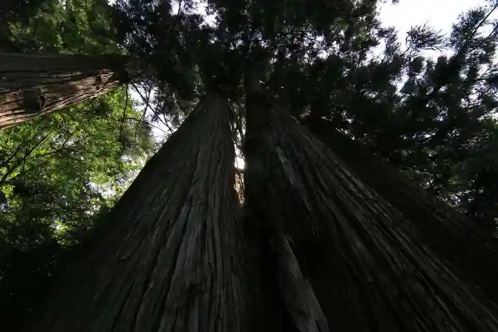 鹿島大神宮の自然