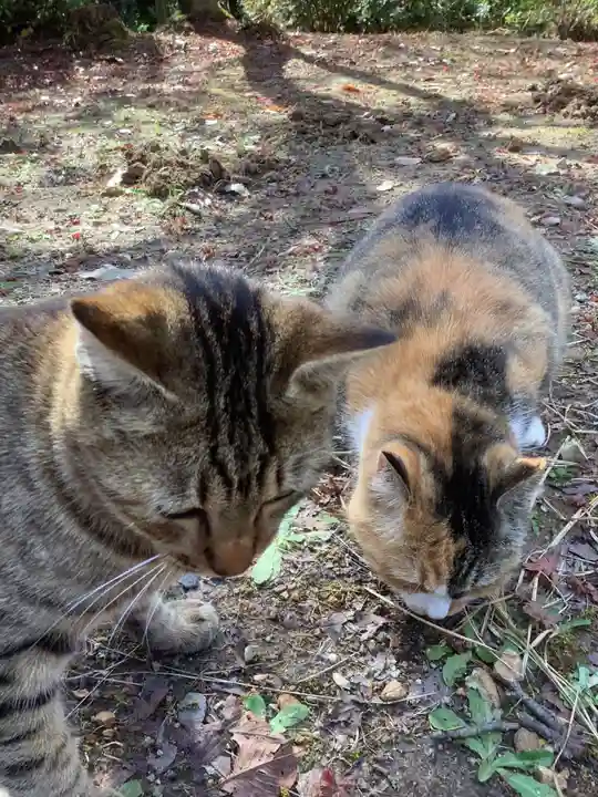 玉野御嶽神社の動物