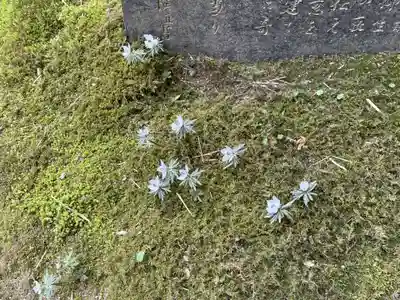 祇王寺(京都府)