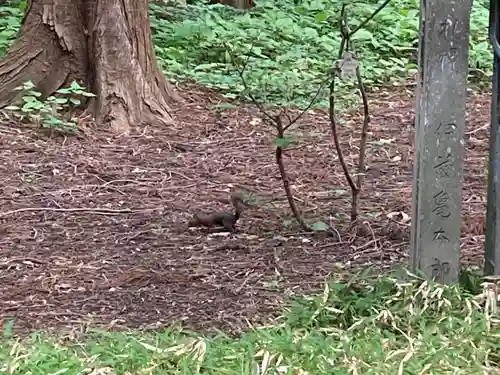 北海道神宮の動物
