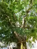 溝旗神社(肇國神社)(岐阜県)