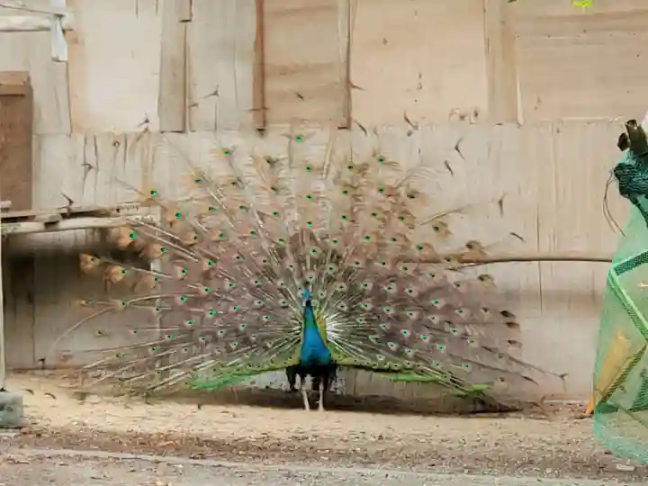 園城寺(三井寺)の動物