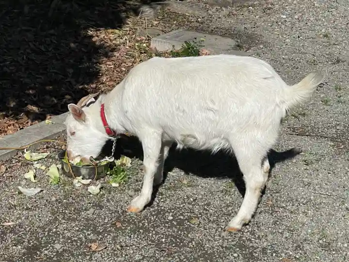 出雲大社相模分祠の動物