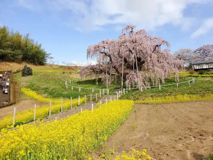 瀧桜神明宮の自然