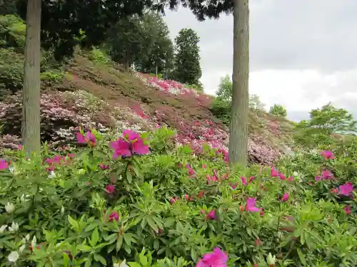 三室戸寺の庭園