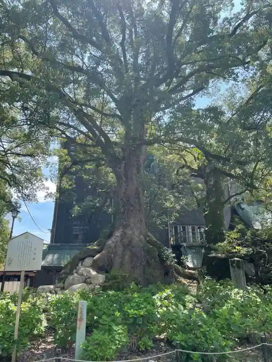太宰府天満宮(福岡県)