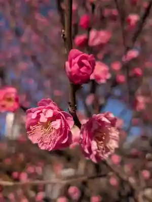 成願寺(東京都)