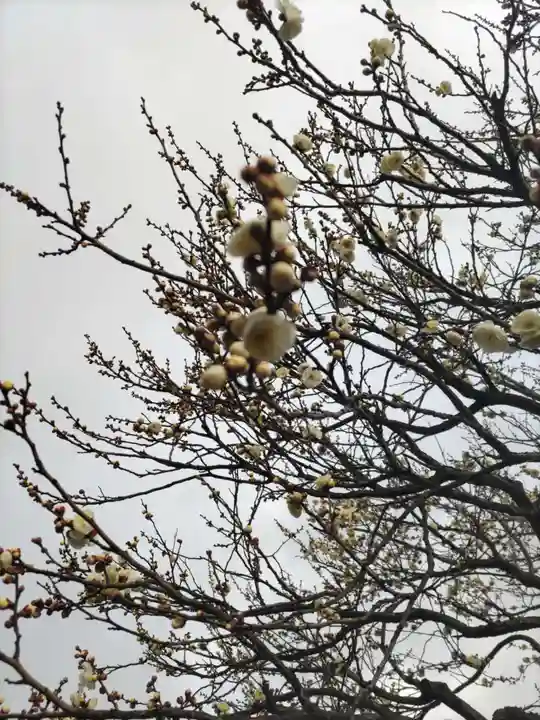 亀戸天神社(東京都)