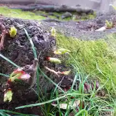 宗形神社の自然