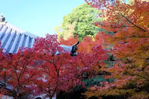 禅林寺（永観堂）の自然