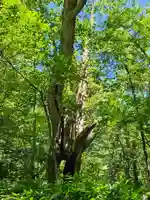戸隠神社奥社(長野県)