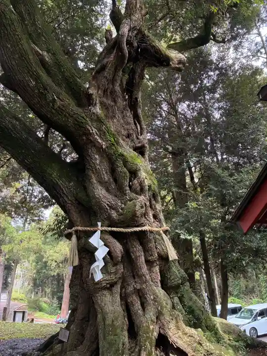大杉神社の{uncategorized: "未分類", other: "その他", undefined: "問題あり", building: "その他建物", grave: "お墓", sacred_gate: "鳥居", guardian: "狛犬", statue: "像", buddha: "仏像", history: "歴史", nature: "自然", garden: "庭園", animal: "動物", pagoda: "塔", temizu: "手水舎", mountain_gate: "山門・神門", sanctuary: "本殿・本堂", subordinate: "末社・摂社", art: "芸術", scenery: "景色", jizo: "地蔵", ema: "絵馬", goshuin: "御朱印", omikuji: "おみくじ", items: "授与品その他", amulet: "お守り", goshuincho: "御朱印帳", eats: "食事", festival: "お祭り", votive_dance: "神楽", shichigosan: "七五三参", wedding: "結婚式", experience: "体験その他", initially: "初詣", around: "周辺", anti_infection: "感染症対策"}