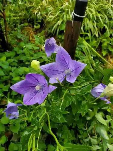 沙沙貴神社の自然