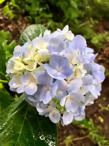 楽法寺（雨引観音）の自然