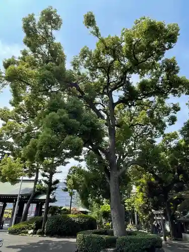 六郷神社の自然