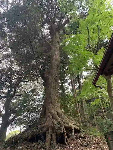 高天神社の自然