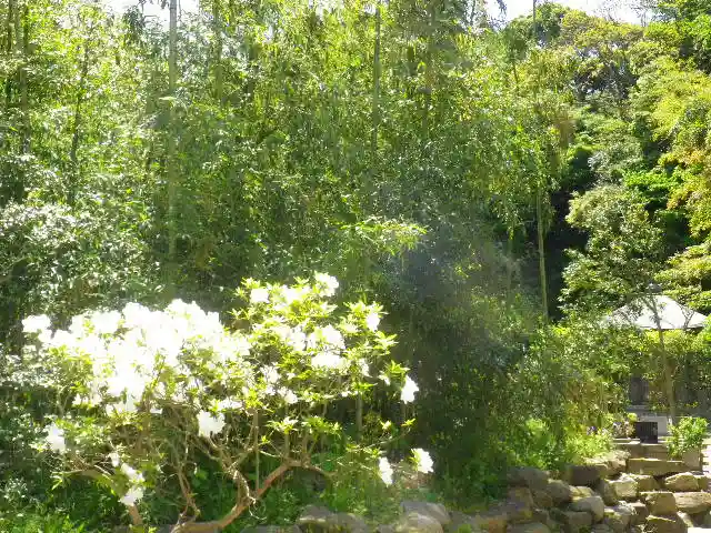 安國論寺(安国論寺)の自然