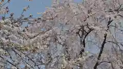 平野神社の自然