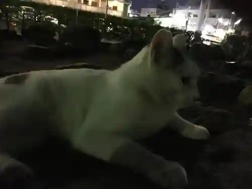 行徳弁天の森21の動物