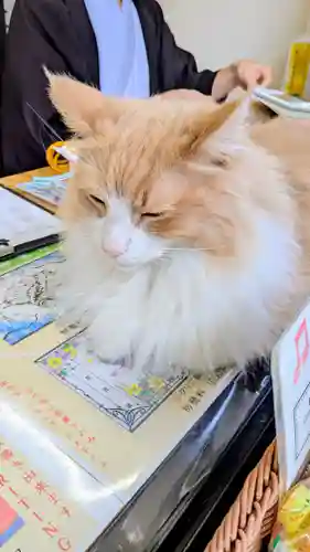 駒込妙義神社の動物